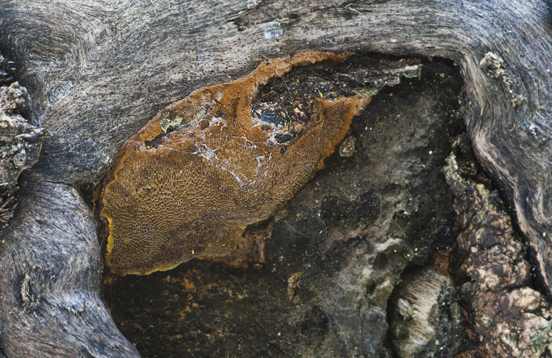 Phellinus pilatii